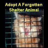 Adopt A Forgotten Shelter Animal